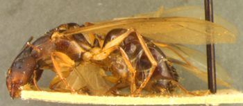 Media type: image; Entomology 21490   Aspect: habitus lateral view